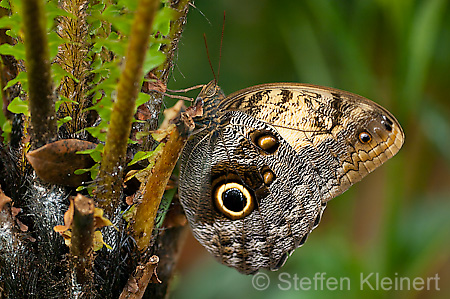 128 Bananenfalter - Caligo eurilochus